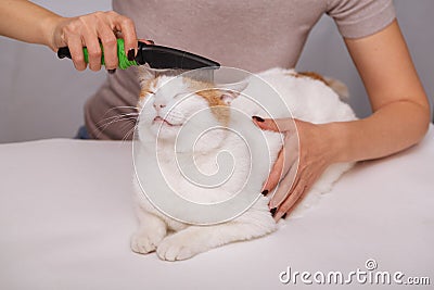 Lying cute white-red happy cat and a comb full of pet hair. Combing the pet cat. The concept of pet care Stock Photo