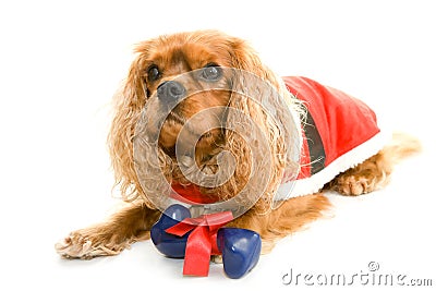 Lying dog with gift bone Stock Photo