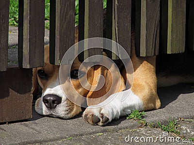 Lying dog looking under the fence Stock Photo