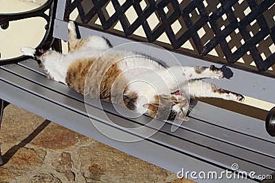 Lying down tabby cat on a bench Stock Photo