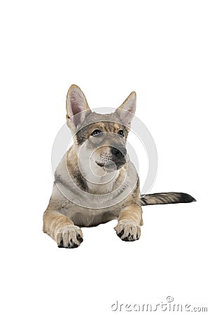 Lying female tamaskan hybrid dog puppy with flappy ears isolated on a white background looking at camera Stock Photo