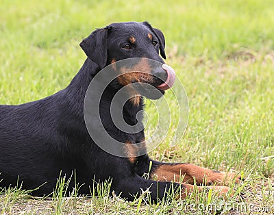 Lying German Hunting Terrier Stock Photo