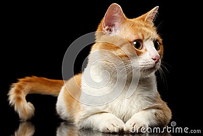 Lying Ginger Cat Surprised Looking at Right on Black Mirror Stock Photo