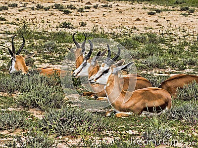 Lying Springbok, Antidorcas marsupialis, Kalahari South Africa Stock Photo