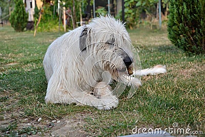 Lying Irish Wolfhound dog eats bone on the grass. The dog gnaws a bone in the garden on the lawn Stock Photo