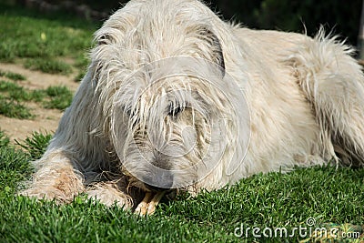 Lying Irish Wolfhound dog eats bone on the grass. The dog gnaws a bone in the garden on the lawn Stock Photo