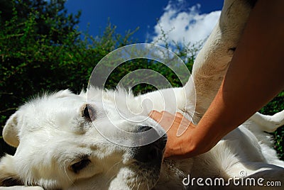 Lying petted white dog Stock Photo