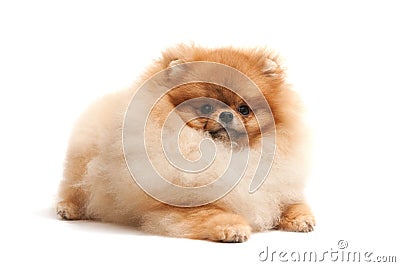 Lying pomeranian spitz Stock Photo