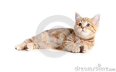 Lying pretty british tabby kitten Stock Photo