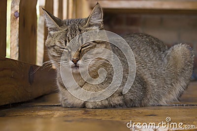 Lying sleepy gray cat with a large mustache in summer Stock Photo