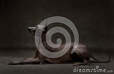 Xoloitzcuintli or Mexican Hairless Dog Stock Photo