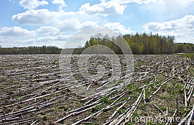 Lying sunflower stalks Stock Photo