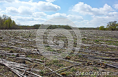 Lying sunflower stalks Stock Photo