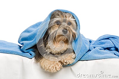 Lying tricolor Havanese in bed Stock Photo