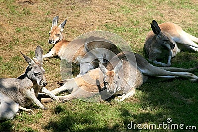 Lying wallabies (kangaroos) Stock Photo