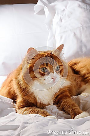 Lying on a white bed furry red-headed cat Stock Photo