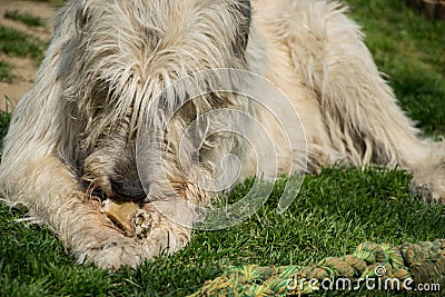 Lying white Irish Wolfhound dog eats bone on the grass. Happy adult dog gnaws a bone in the garden on the lawn Stock Photo