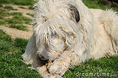 Lying white Irish Wolfhound dog eats bone on the grass. Happy adult dog gnaws a bone in the garden on the lawn Stock Photo