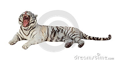 Lying white tiger. Isolated over white Stock Photo