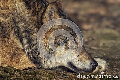 Lying wolf Stock Photo