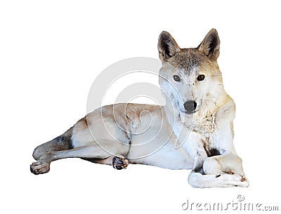 Lying wolf over white background Stock Photo