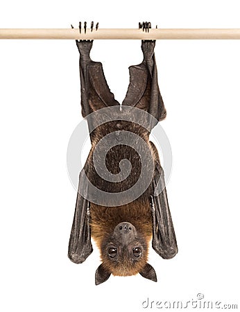 Lyle`s flying fox hanging from a branch, Pteropus lylei Stock Photo
