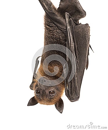 Lyle`s flying fox hanging from a branch, Pteropus lylei Stock Photo