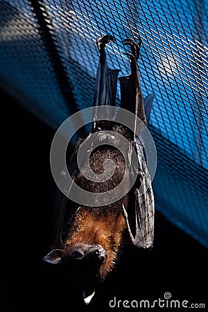 Lyle's flying fox (Pteropus lylei). Stock Photo