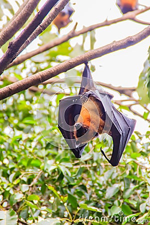 Lyle's flying fox, Pteropus vampyrus, Pteropus lylei or Khangka Stock Photo