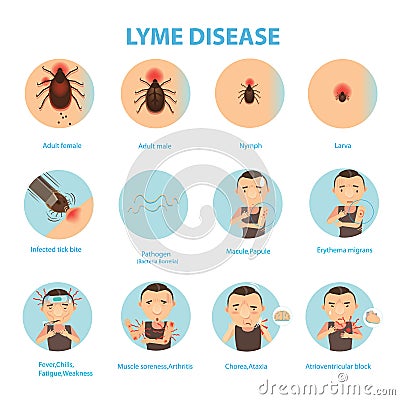 Lyme disease Vector Illustration