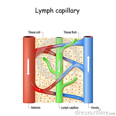 Lymph capillary in human tissue. Blood vessel: Venule and Arteriole Vector Illustration