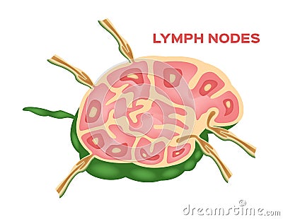 Lymph node , lymphocyte structure Vector Illustration