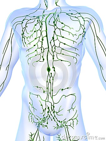 Lymphatic system Cartoon Illustration