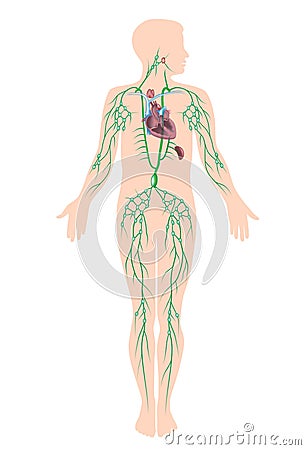 The Lymphatic System Royalty Free Stock Photography - Image: 25867887