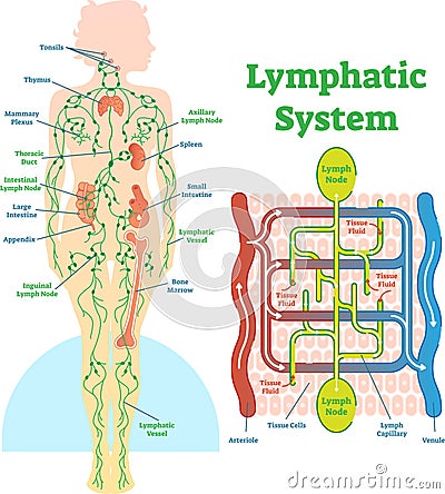 Lymphatic system anatomical vector illustration diagram, educational medical scheme. Vector Illustration