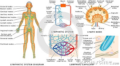 Lymphatic system Vector Illustration