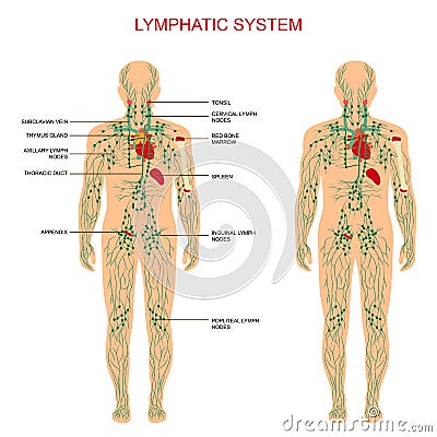 Lymphatic system, Vector Illustration