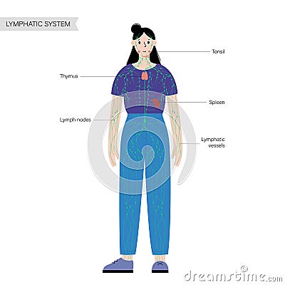 Lymphatic system in human body Vector Illustration