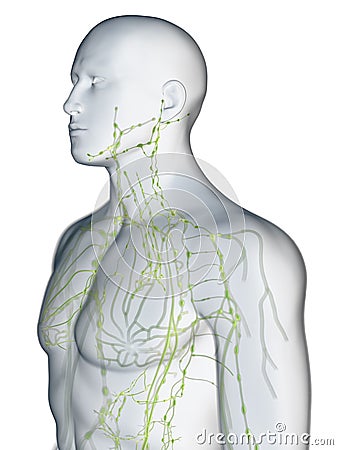 The lymphatic system of the upper body Cartoon Illustration