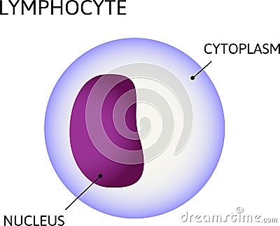 Lymphocyte, variety of white blood cells. Consist of cytoplasm and nuclei Cartoon Illustration