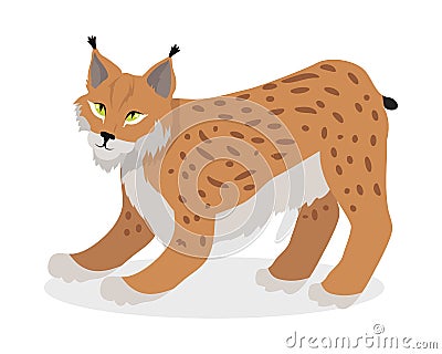 Lynx, Bobcat, Wildcat Isolated on White Cat family Vector Illustration