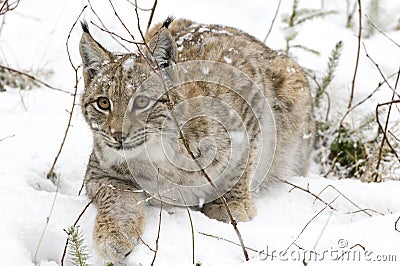 A lynx in the Bohemian Forest Stock Photo