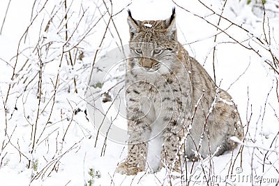 A lynx in the Bohemian Forest Stock Photo