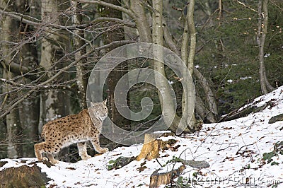 A lynx in the Bohemian Forest Stock Photo