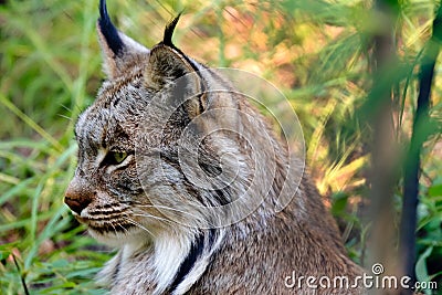 Lynx close up Portrait Stock Photo