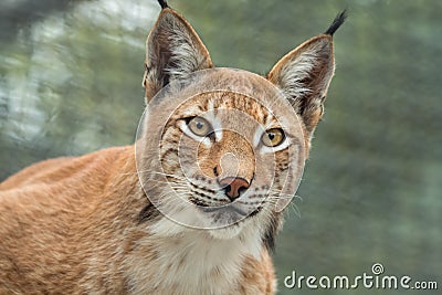 Lynx, close-up portrait. Wild animals Stock Photo