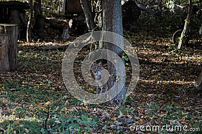 A lynx in front besides a tree Stock Photo