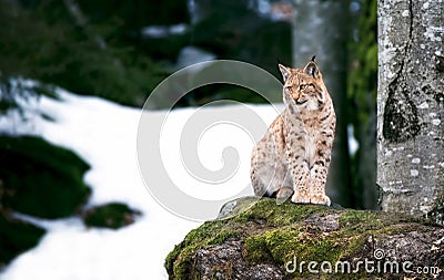 Lynx looks with predatory eyes from the shelter, Hiding in the woods behind a tree while walking, lying and watching, sitting on a Stock Photo