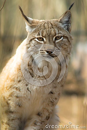 Lynx lynx - mammalia Stock Photo