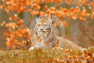 Lynx in orange autumn forest. Wildlife scene from nature. Cute fur Eurasian lynx, animal in habitat. Wild cat from Germany. Wild Stock Photo